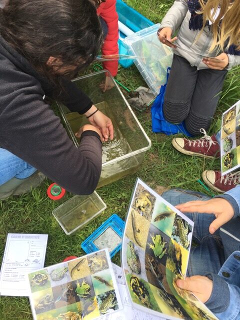 ecosysteme-mare-etang