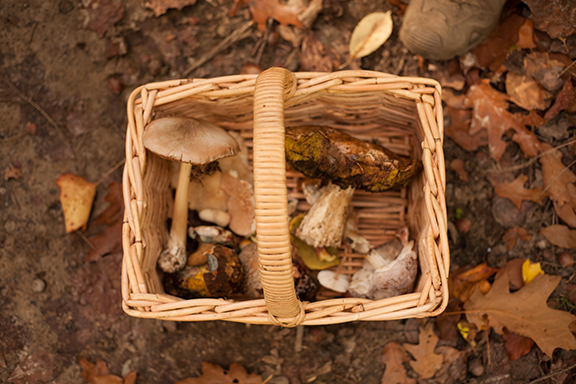 Initiation à la Mycologie 2019 (©Presilia de Vries)