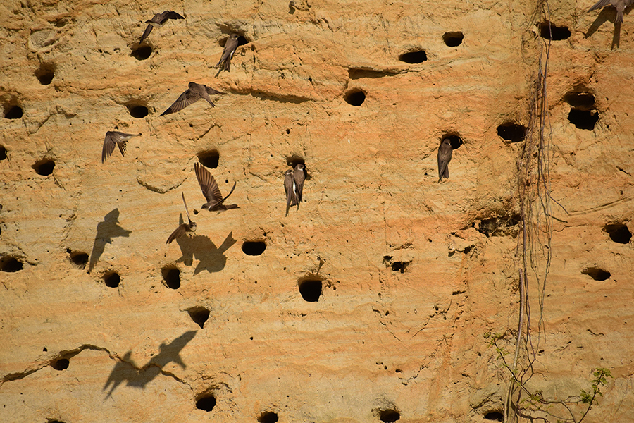 WE Migration 2019 (©Florimond Corbeel)